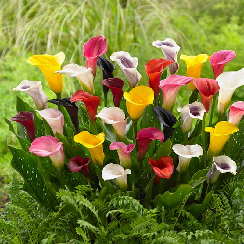 Calle Flower seeds for Planting - Compact Growth, Heirloom & GMO Free Seeds for Home Garden