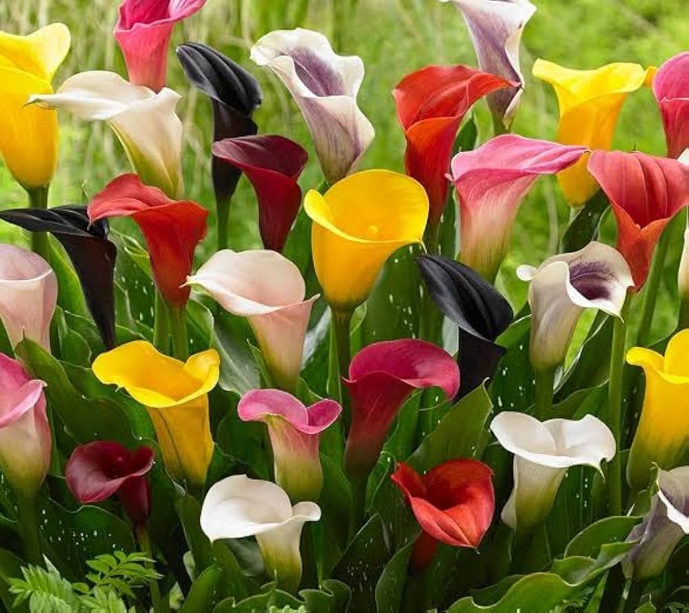 Calla Lilies Mix Flower Seeds for Planting | Vibrant Colorful Blooms