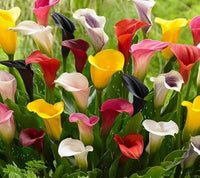 Calla Lilies Mix Flower Seeds for Planting | Vibrant Colorful Blooms