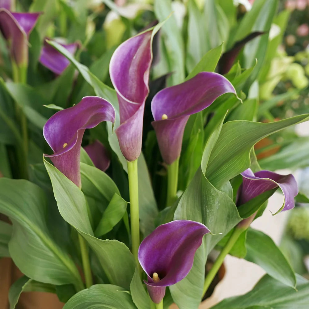 Calla Purple Flower seeds for Planting - Cottage Garden Essential, Heirloom & GMO Free Seeds for Home Garden