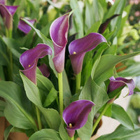 Calla Purple Flower seeds for Planting - Cottage Garden Essential, Heirloom & GMO Free Seeds for Home Garden