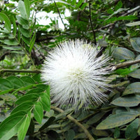 Calliandra Flower seeds for Planting Garden Favorite Heirloom & GMO Free Seeds for Home Garden