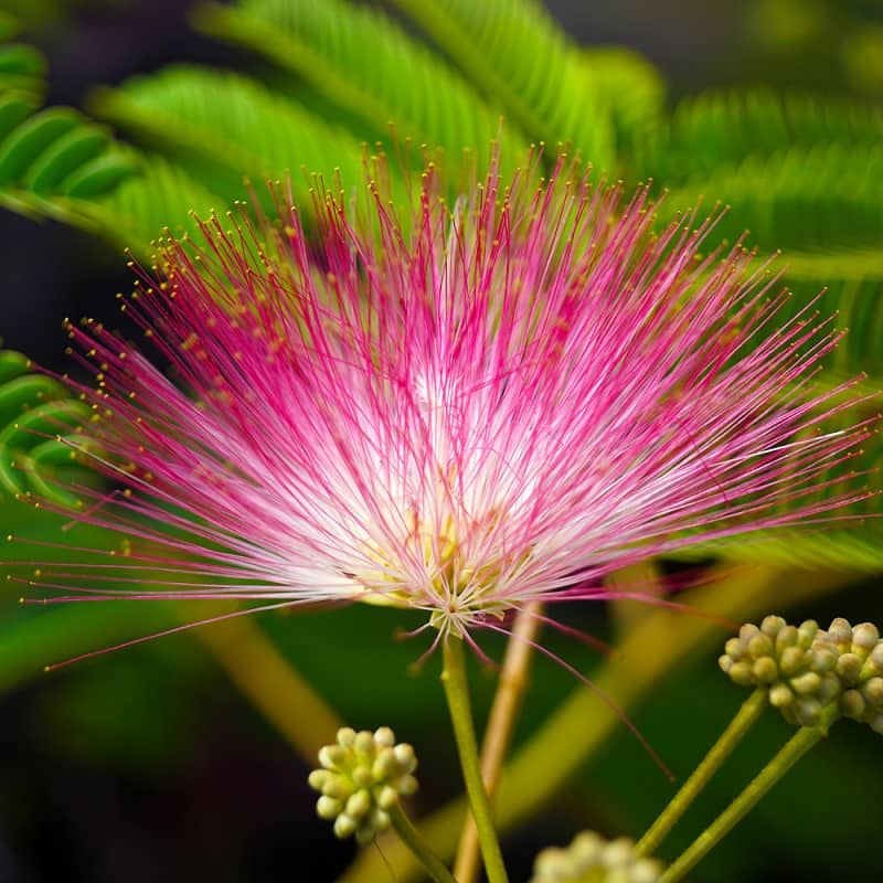 Calliandra Flower seeds for Planting Garden Favorite Heirloom & GMO Free Seeds for Home Garden