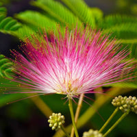 Calliandra Flower seeds for Planting Garden Favorite Heirloom & GMO Free Seeds for Home Garden