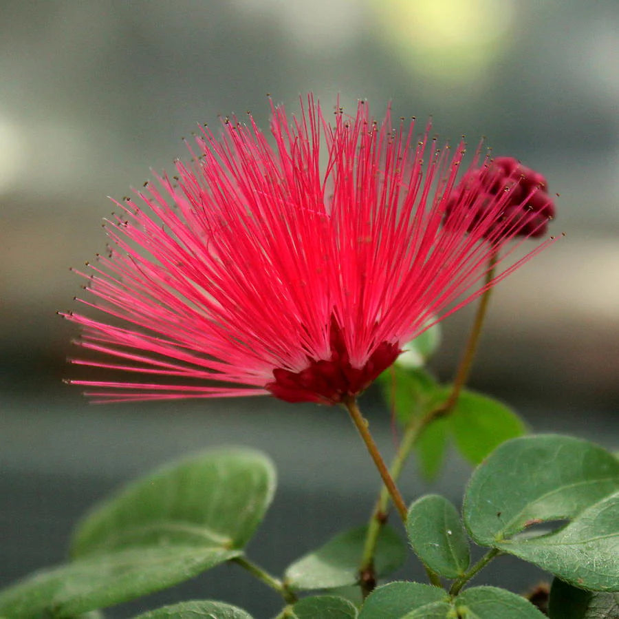 Powder Puff Plant Fresh Blooming Flower Seeds for Planting – Heirloom, Non-GMO, Drought Tolerant Garden Seeds