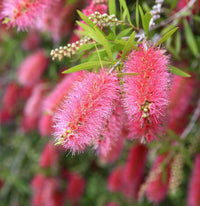 Pink Bottle Brush Flower seeds for Planting - Pollinator Friendly, Heirloom & GMO Free Seeds for Home Garden