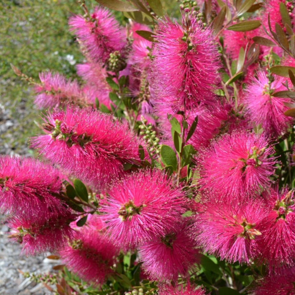 Pink Bottle Brush Flower seeds for Planting - Long Bloom Season, Heirloom & GMO Free Seeds for Home Garden