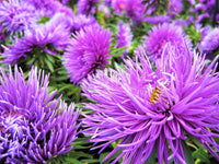 Callistephus Violet Flowers for Garden Borders