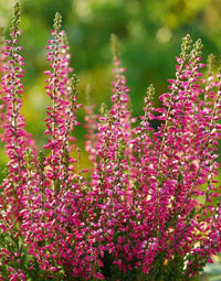 Calluna Vulgaris Flower Planting Seeds - Vibrant Perennial Garden Seeds for Your Outdoor Space