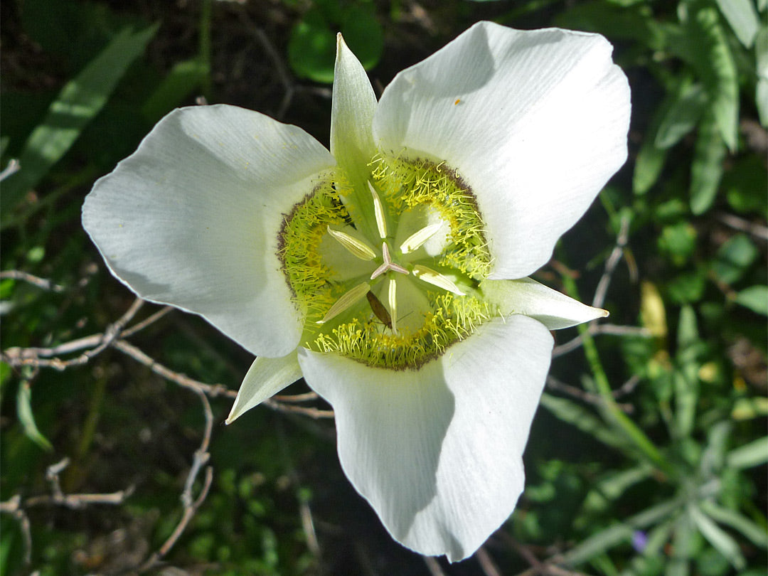 Gunnisonii Flower seeds for Planting Sun Loving Heirloom & GMO Free Seeds for Home Garden
 
 Sale