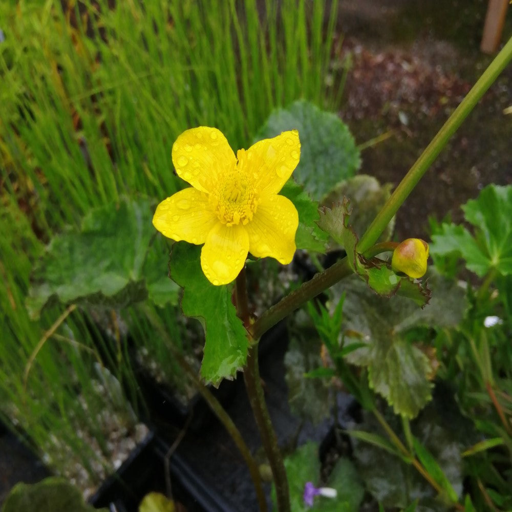 Bright Yellow Caltha Palustris Seeds for Planting  Vibrant Perennial Flowers for Garden Wetlands