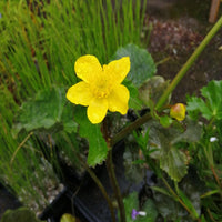 Bright Yellow Caltha Palustris Seeds for Planting  Vibrant Perennial Flowers for Garden Wetlands