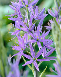 Camassia Flower seeds for Planting Cottage Garden Essential Heirloom & GMO Free Seeds for Home Garden