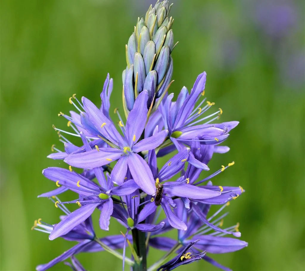 Camassia Flower seeds for Planting Cottage Garden Essential Heirloom & GMO Free Seeds for Home Garden