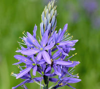 Camassia Flower seeds for Planting Cottage Garden Essential Heirloom & GMO Free Seeds for Home Garden