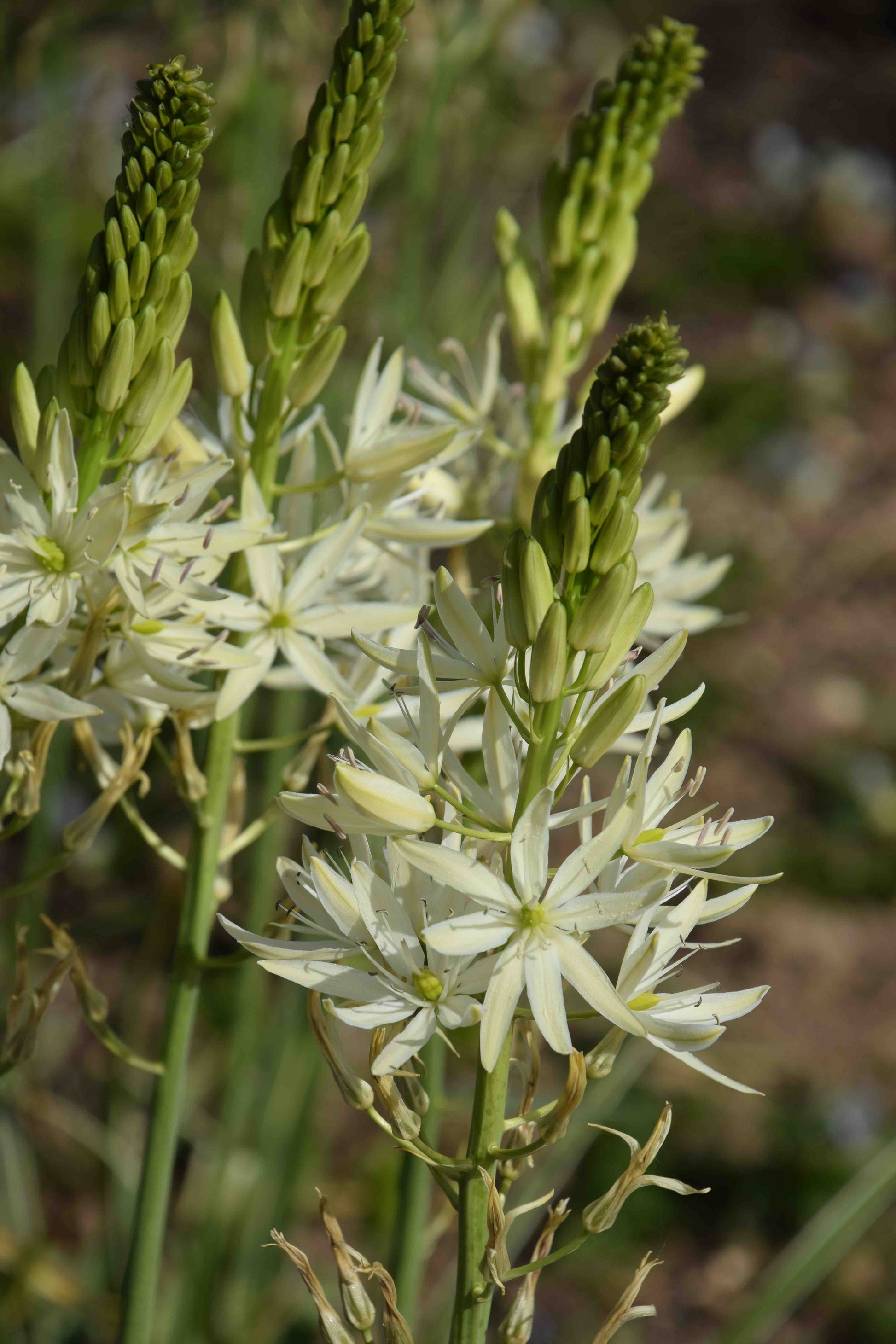 Heirloom Camassia Leichtlinii Flower seeds for Planting Colorful Display Heirloom & GMO Free Seeds for Home Garden