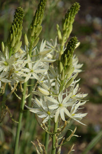 Heirloom Camassia Leichtlinii Flower seeds for Planting Colorful Display Heirloom & GMO Free Seeds for Home Garden