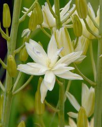 Heirloom Camassia Leichtlinii Flower seeds for Planting Colorful Display Heirloom & GMO Free Seeds for Home Garden