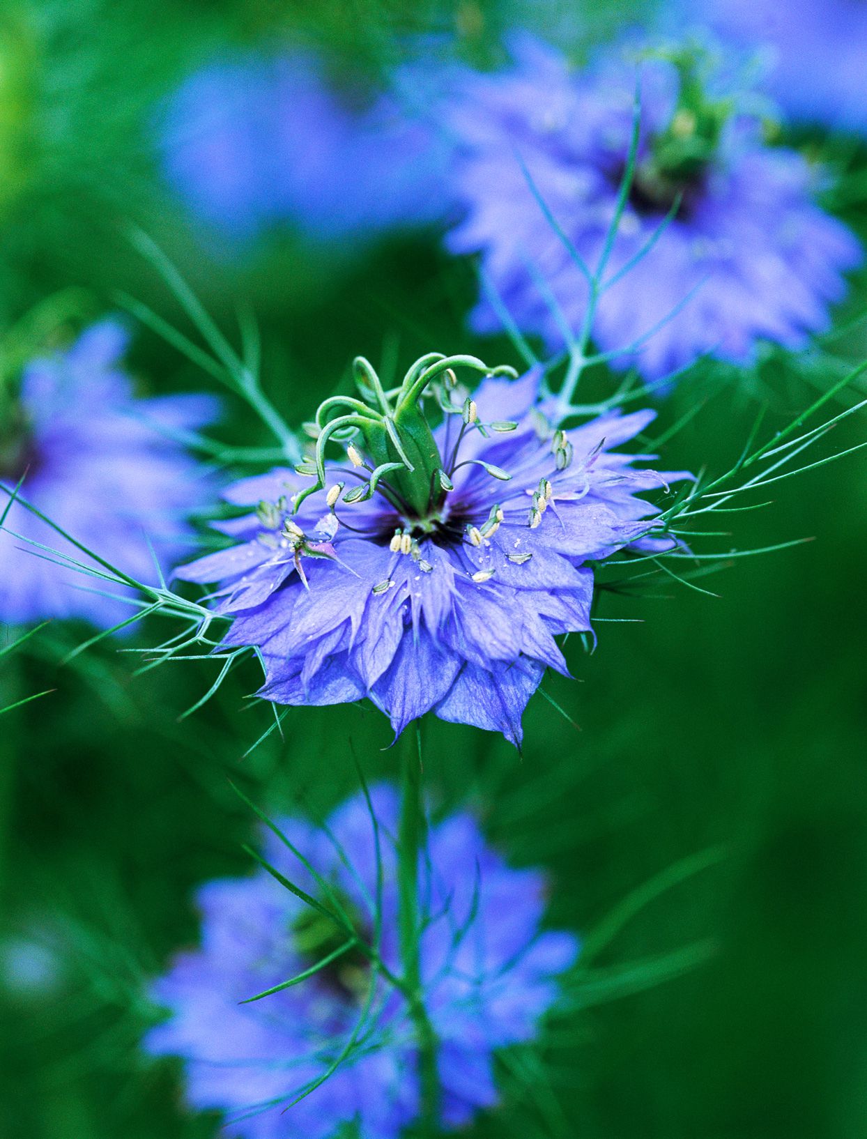 Blue Nigella Jekyll Flower seeds for Planting - Bright Blooms, Heirloom & GMO Free Seeds for Home Garden