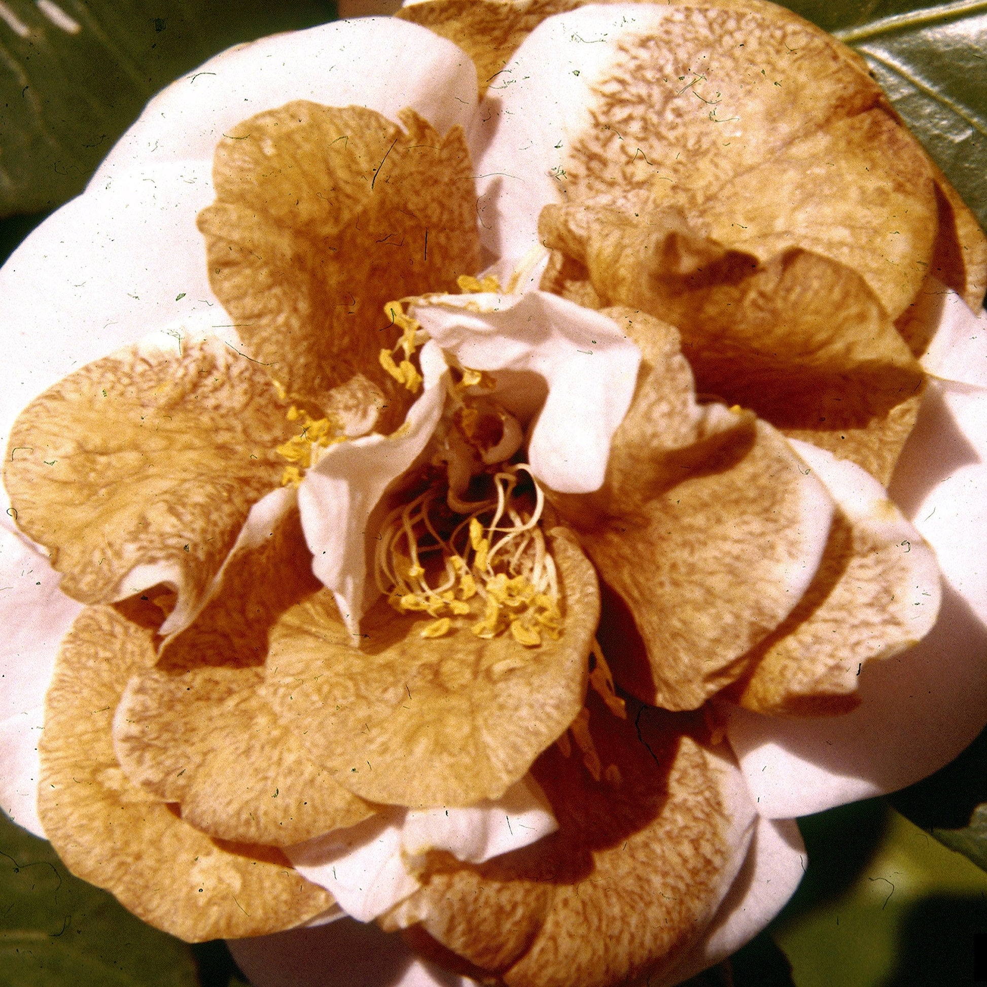 Brown Camellia Flower seeds for Planting - Easy to Grow, Heirloom & GMO Free Seeds for Home Garden