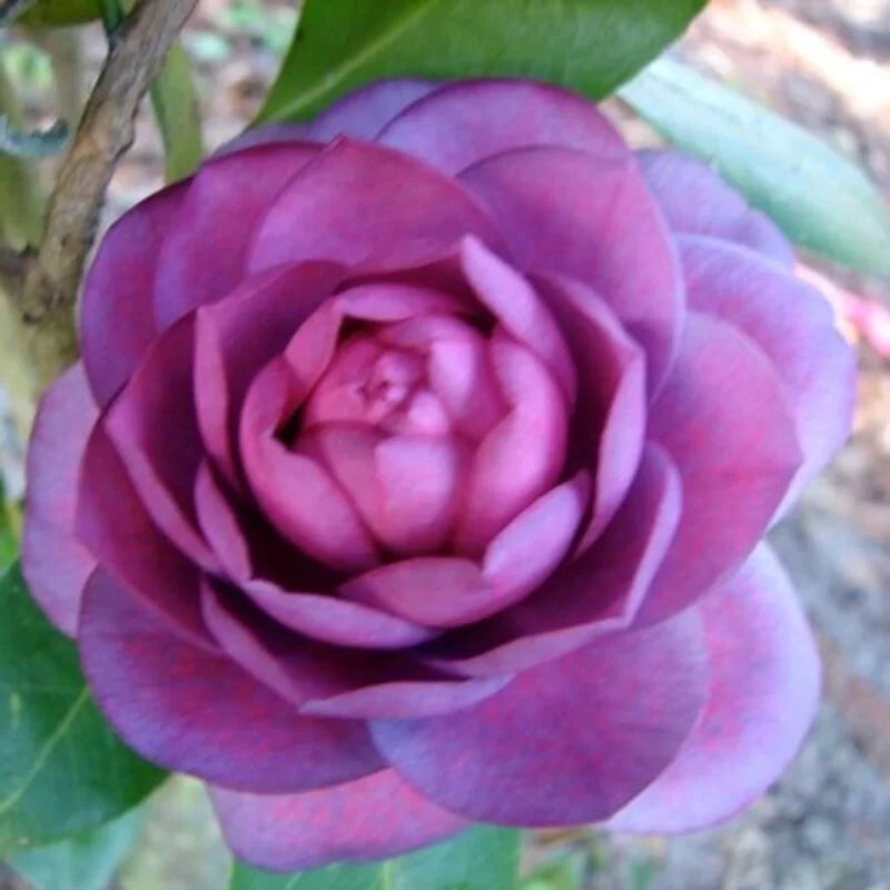 Purple & Pink Camellia Flower seeds for Planting - Wildflower Mix, Heirloom & GMO Free Seeds for Home Garden