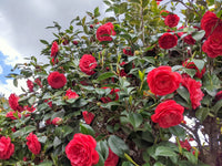 Camellia Flower Seeds for Garden – Stunning Red Blooms