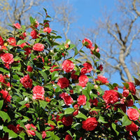 Camellia Burgundy Flower seeds for Planting - Pollinator Friendly, Heirloom & GMO Free Seeds for Home Garden
