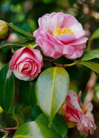 Camelia Flower seeds for Planting Drought Tolerant Heirloom & GMO Free Seeds for Home Garden