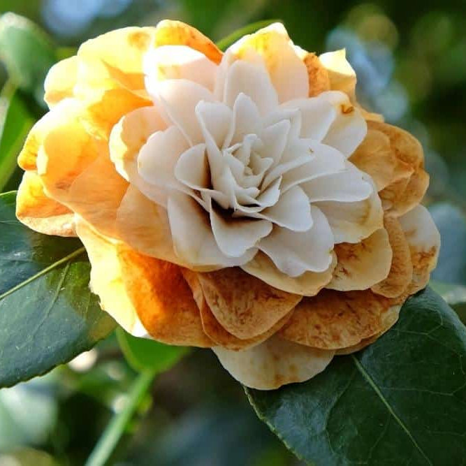Brown Camellia Flower seeds for Planting - Easy to Grow, Heirloom & GMO Free Seeds for Home Garden