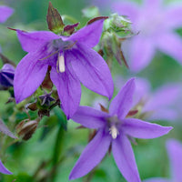 Bell Flower seeds for Planting Cottage Garden Essential Heirloom & GMO Free Seeds for Home Garden