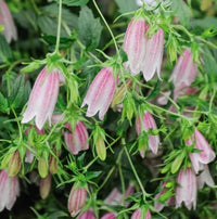 Pink Bell Orchid Flower seeds for Planting - Pollinator Friendly, Heirloom & GMO Free Seeds for Home Garden