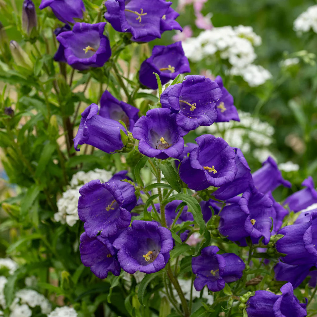 Campanula Bellflower Seeds For Planting and Gardening