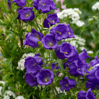 Campanula Bellflower Seeds For Planting and Gardening