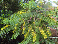 Close-Up of Cananga Odorata Fragrant Flowers
