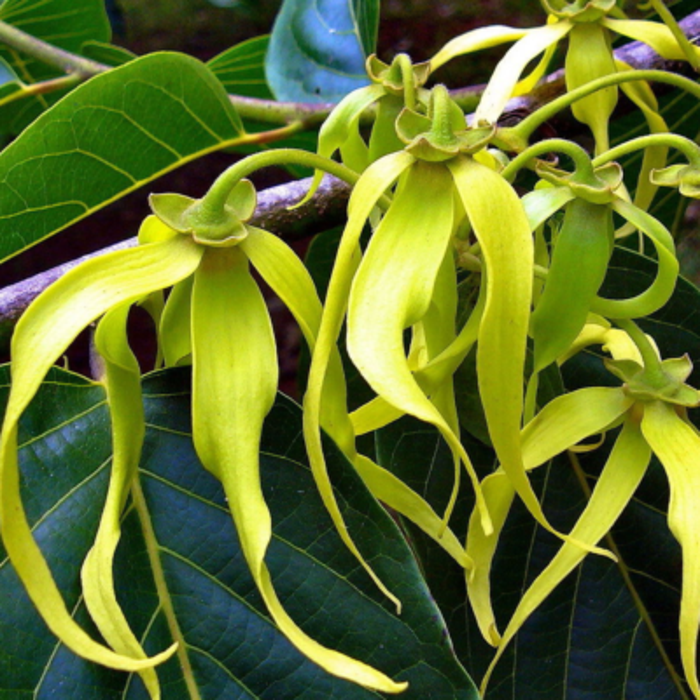 Yellow Cananga Flower seeds for Planting - Compact Growth, Heirloom & GMO Free Seeds for Home Garden
