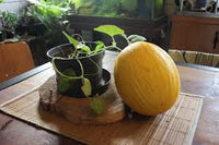 Young Canary melon seedlings sprouting in soil