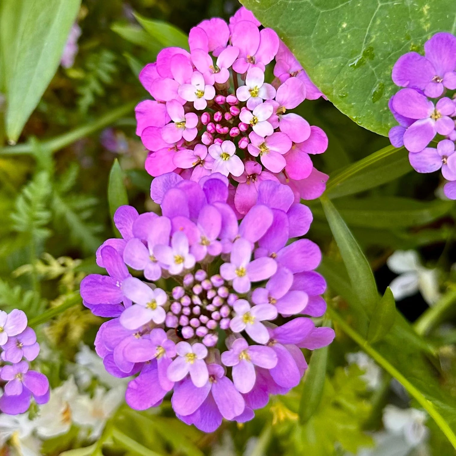 Mixed Candytuft Flower seeds for Planting - Wildflower Mix, Heirloom & GMO Free Seeds for Home Garden