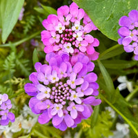 Mixed Candytuft Flower seeds for Planting - Wildflower Mix, Heirloom & GMO Free Seeds for Home Garden