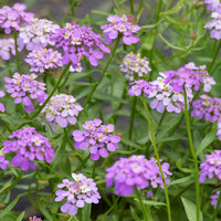 Violet Iberis Flower seeds for Planting - Hardy Variety, Heirloom & GMO Free Seeds for Home Garden