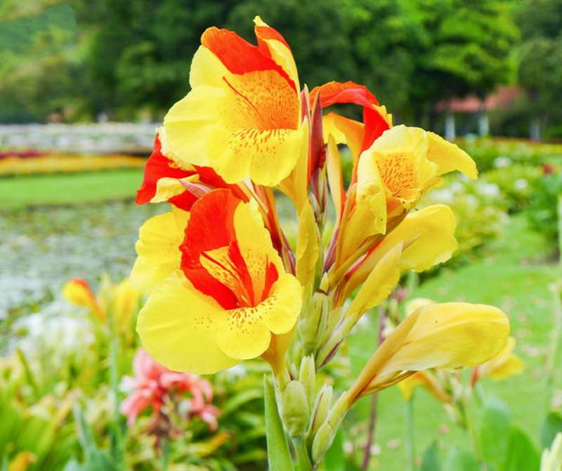 Cleopatra Flower seeds for Planting - Seasonal Bloomer, Heirloom & GMO Free Seeds for Home Garden