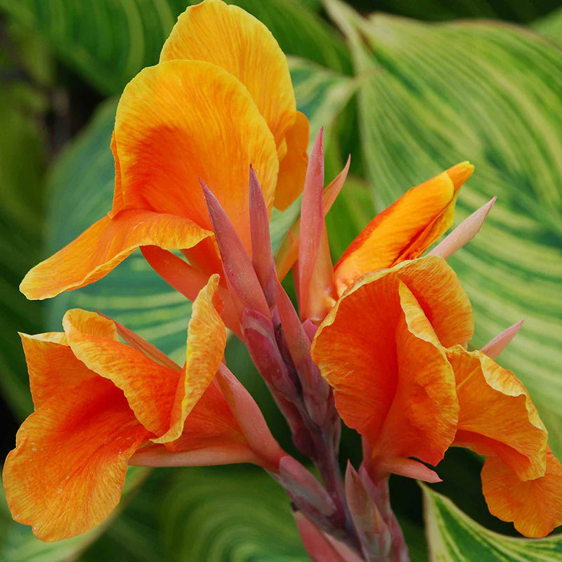 Orange Indica Flower seeds for Planting - Sun Loving, Heirloom & GMO Free Seeds for Home Garden