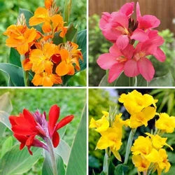 Canna Lily Flower Planting Seeds for a Colorful Garden Transformation