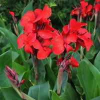 Canna Flower seeds for Planting - Fragrant Blossoms, Heirloom & GMO Free Seeds for Home Garden
