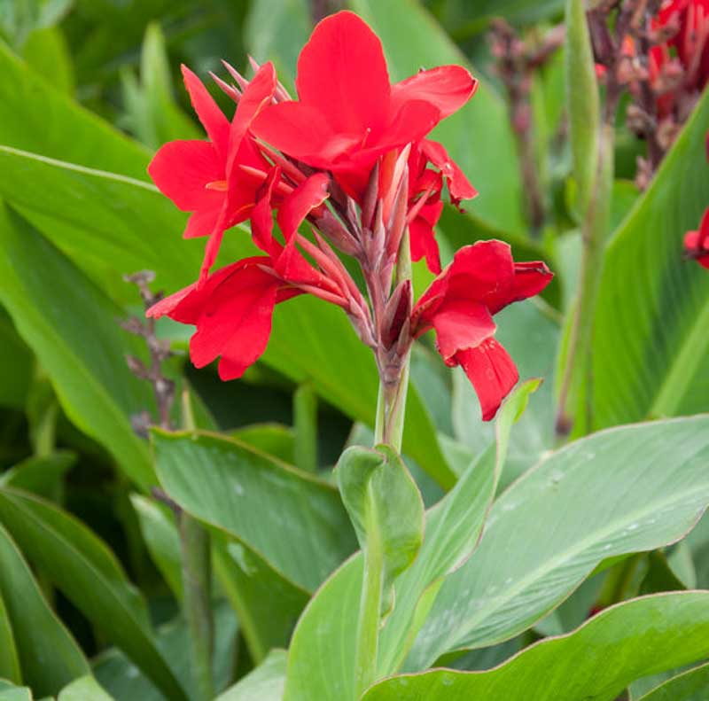 Indica Flower seeds for Planting Hardy Variety Heirloom & GMO Free Seeds for Home Garden
