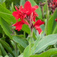 Indica Flower seeds for Planting Hardy Variety Heirloom & GMO Free Seeds for Home Garden