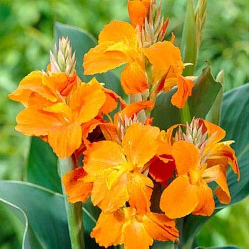 Orange Indica Flower seeds for Planting - Sun Loving, Heirloom & GMO Free Seeds for Home Garden