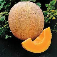 Cantaloupe seed germination and planting instructions