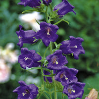 Blue Abutilon Striatum Flower seeds for Planting - Cut Flower Favorite, Heirloom & GMO Free Seeds for Home Garden
