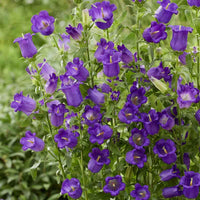 Violet Canterbury Bells Flower Seeds Flower seeds for Planting Wildflower Mix Heirloom & GMO Free Seeds for Home Garden
