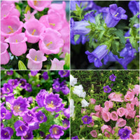 Heirloom Canterbury Flower seeds for Planting Easy to Grow Heirloom & GMO Free Seeds for Home Garden